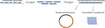 Impact of Synonymous Genome Recoding on the HIV Life Cycle